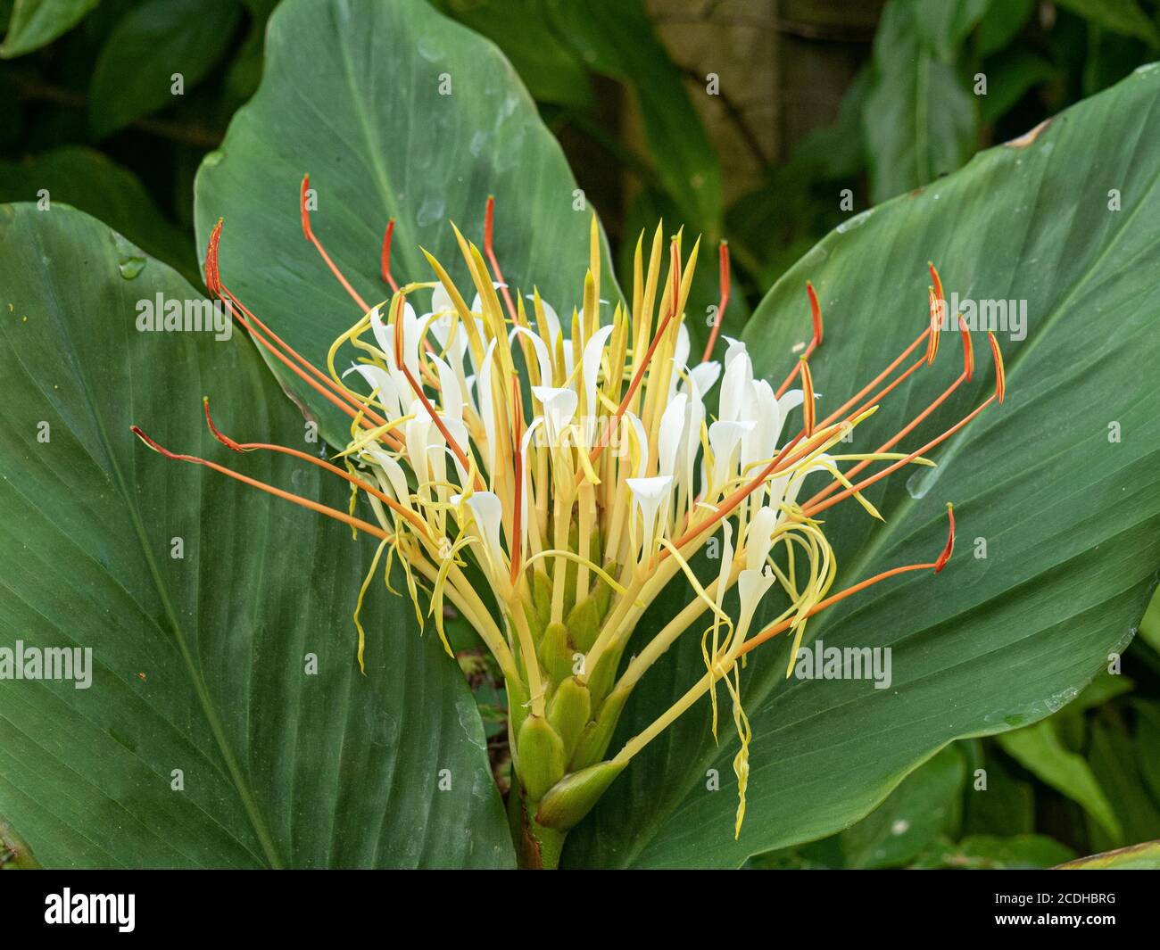 The white shaving brush like flower head of Hedychium ellipticum (Rock Butterfly Lily) Stock Photo