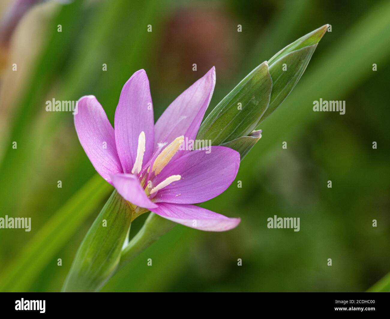 A close up of the pink starry flower of Olsynium junceum Stock Photo