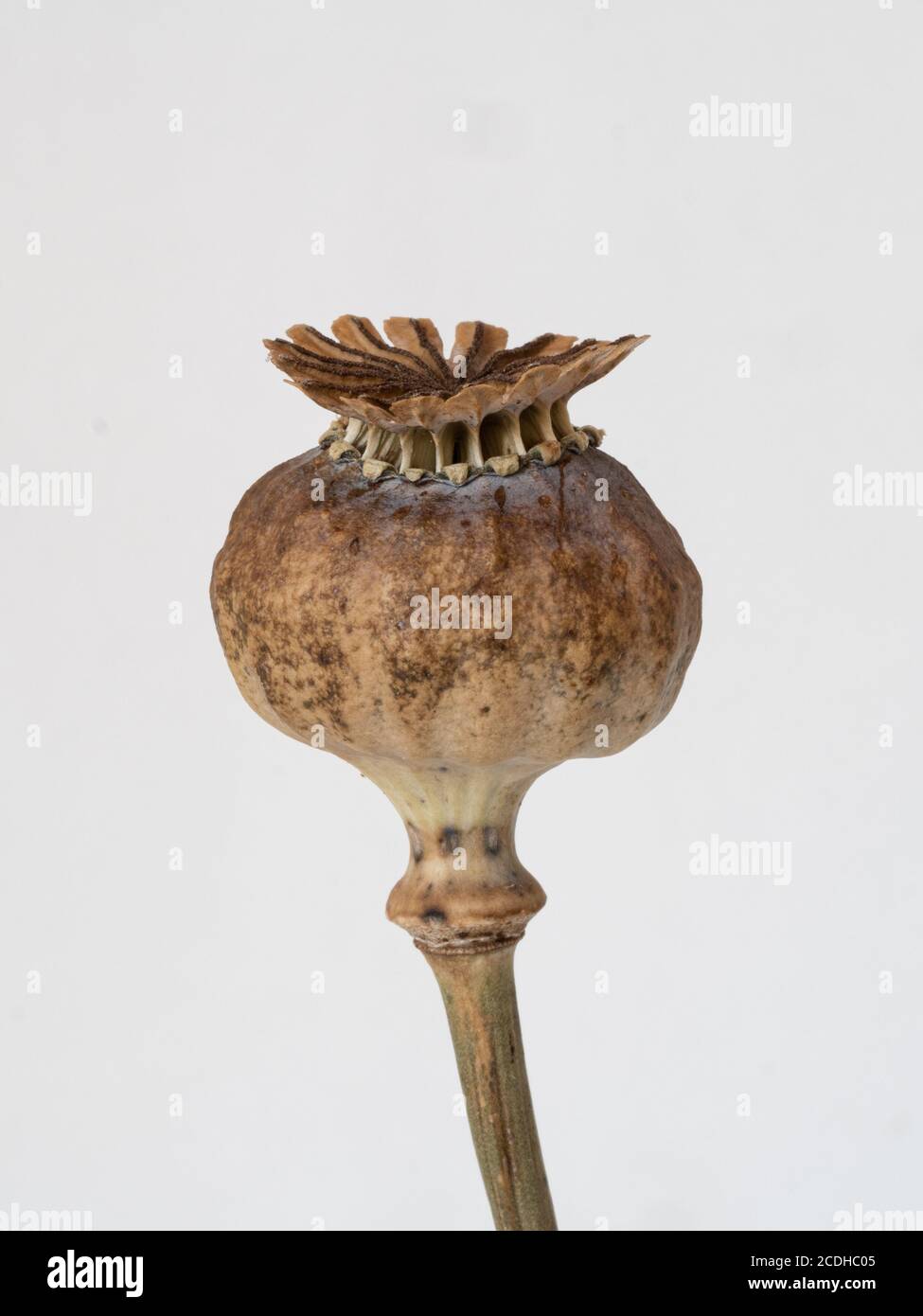 A close up of the ripe brown pepper pot seed head of a poppy against a plain background Stock Photo