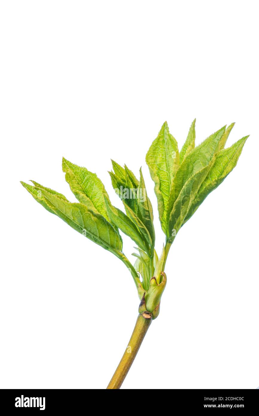 A close of a fresh green shoot of the shrub Staphylea holocarpa against a pure white background Stock Photo