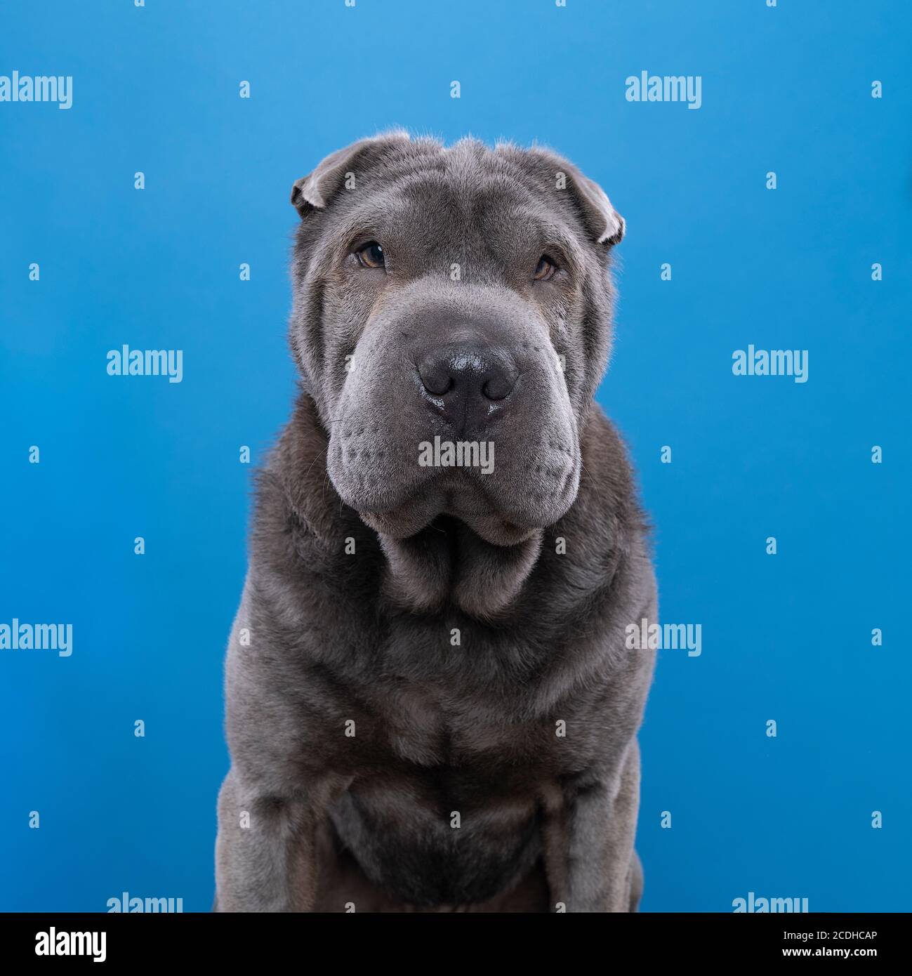 A Sitting grey Sharpei dog looking at the camera isolated on a blue ...