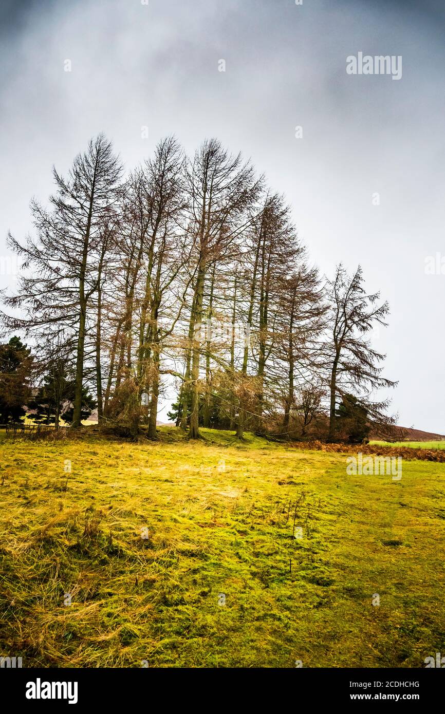 Tall larch trees in the countryside with an area of rough grass in the foreground Stock Photo