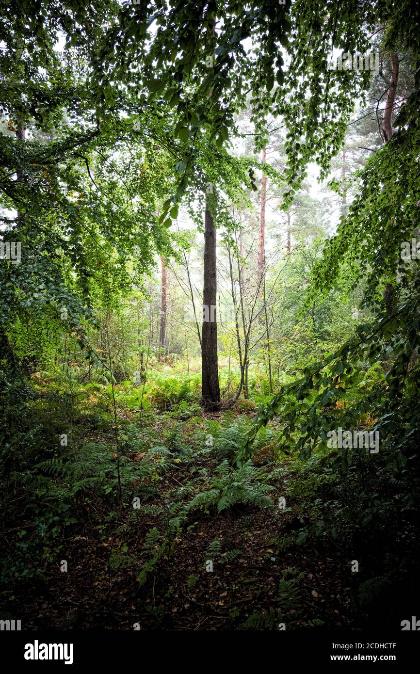 A large tree in the middle of eerie dark woods, ear Consett, County