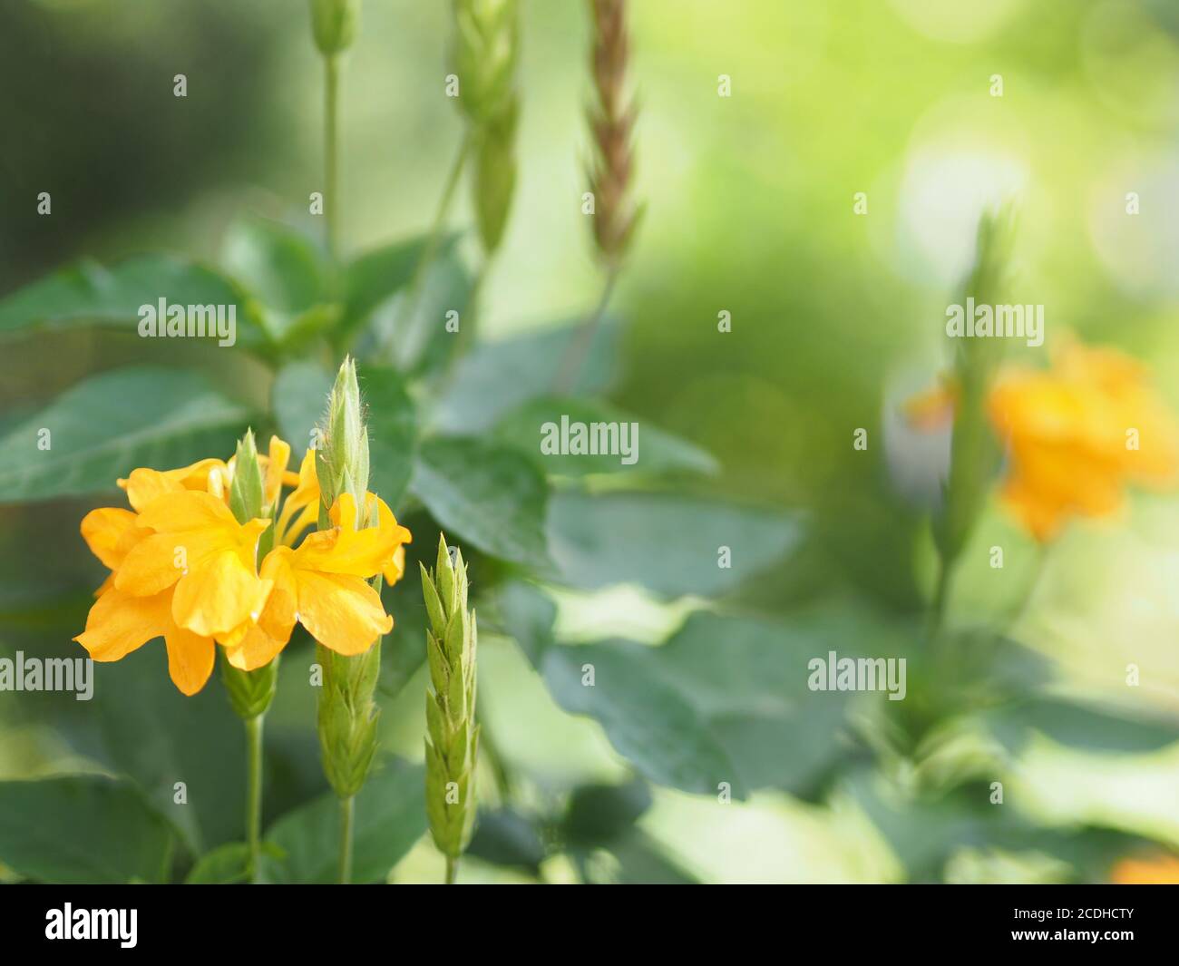 Yellow flower Aphelandra crossandra, Acanthaceae family blooming in garden on blurred nature background Stock Photo