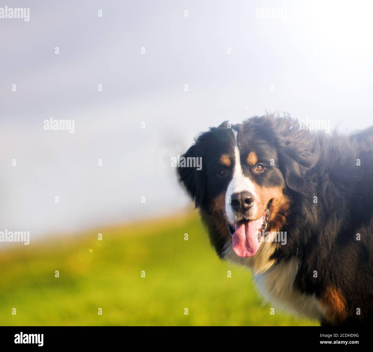 Cute happy dog portrait in spring sunny day. Bernese mountain dog Stock Photo