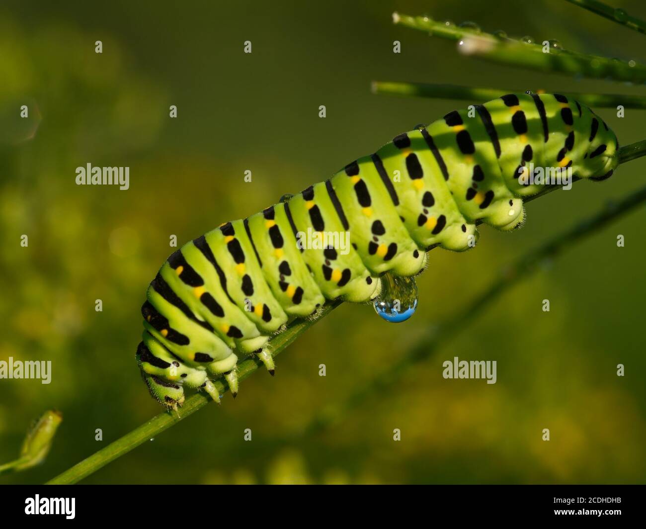 The big green caterpillar Stock Photo - Alamy