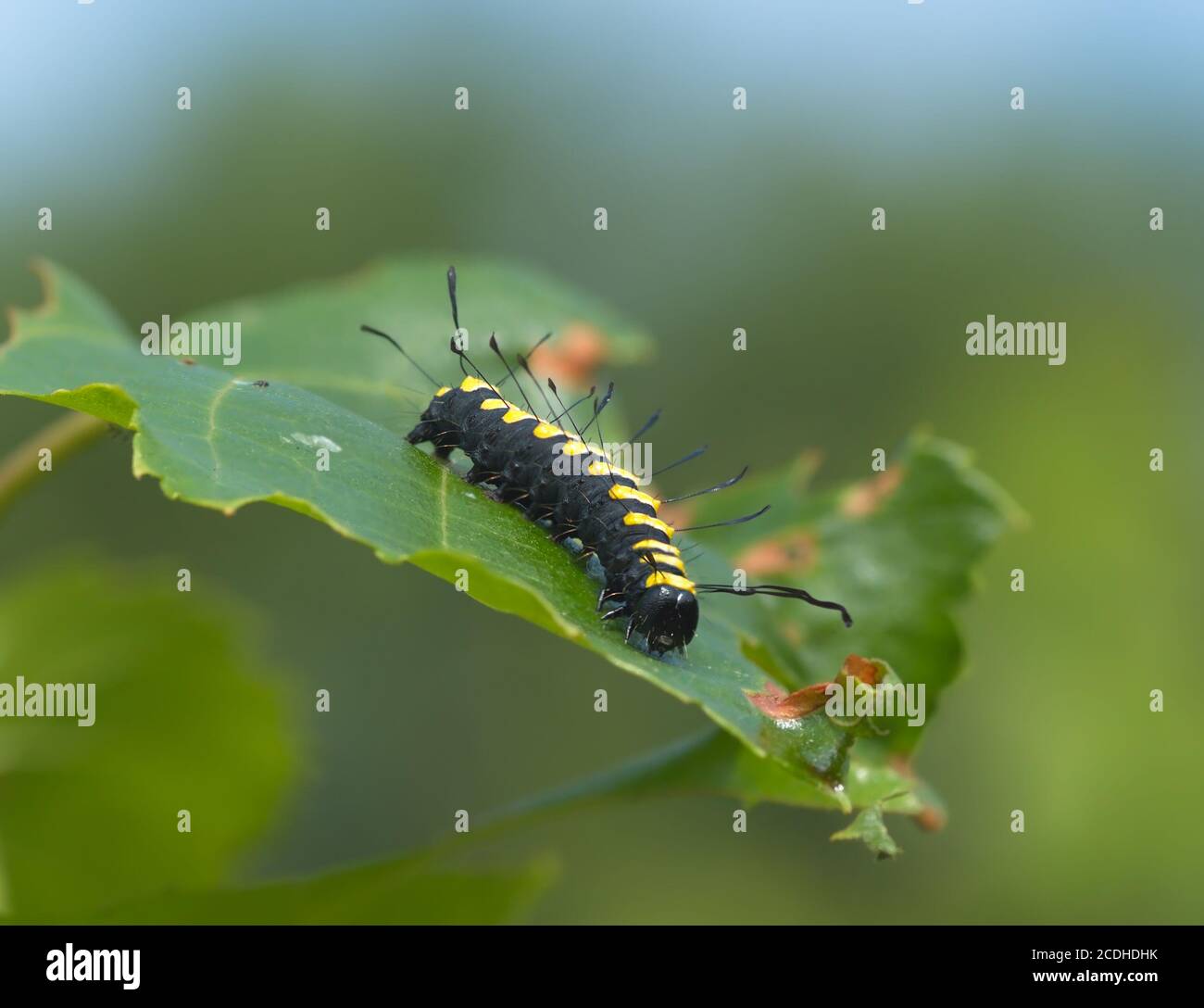 Black yellow striped caterpillar hi-res stock photography and images - Alamy