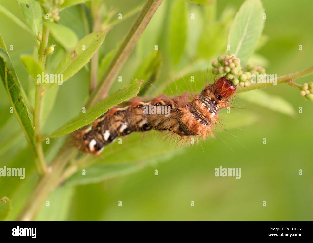 Hairy brown caterpillar hi-res stock photography and images - Alamy