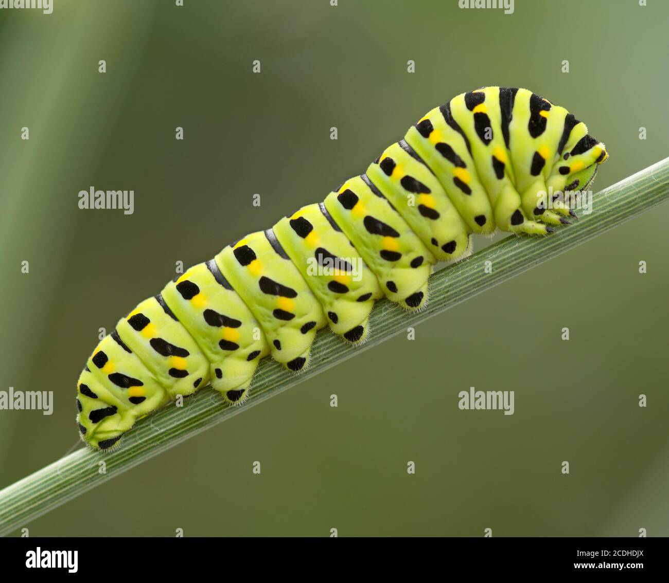 The Big Green Caterpillar Stock Photo Alamy   The Big Green Caterpillar 2CDHDJX 