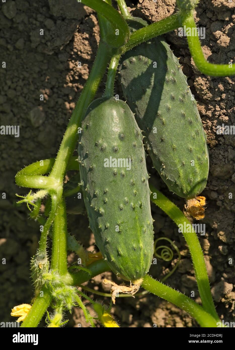 Two cucumbers lying on a ground Stock Photo