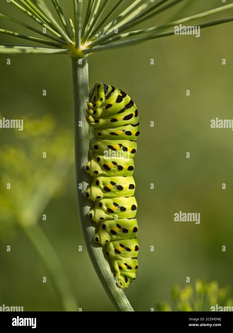 The big green caterpillar Stock Photo - Alamy