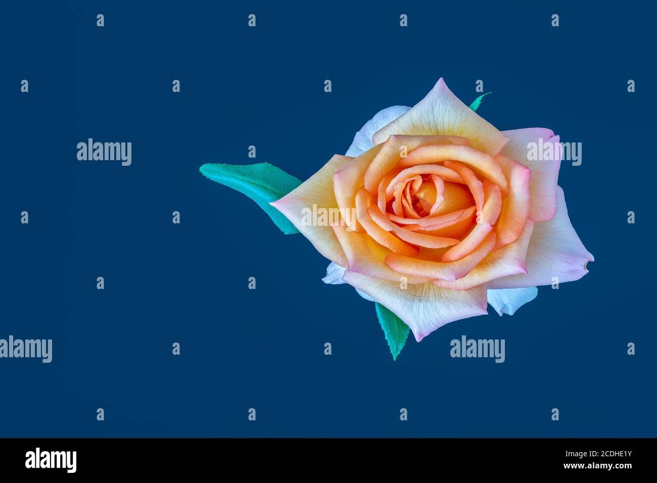 pink orange white yellow rose blossom with leaf macro on blue background in pop-art painting style Stock Photo