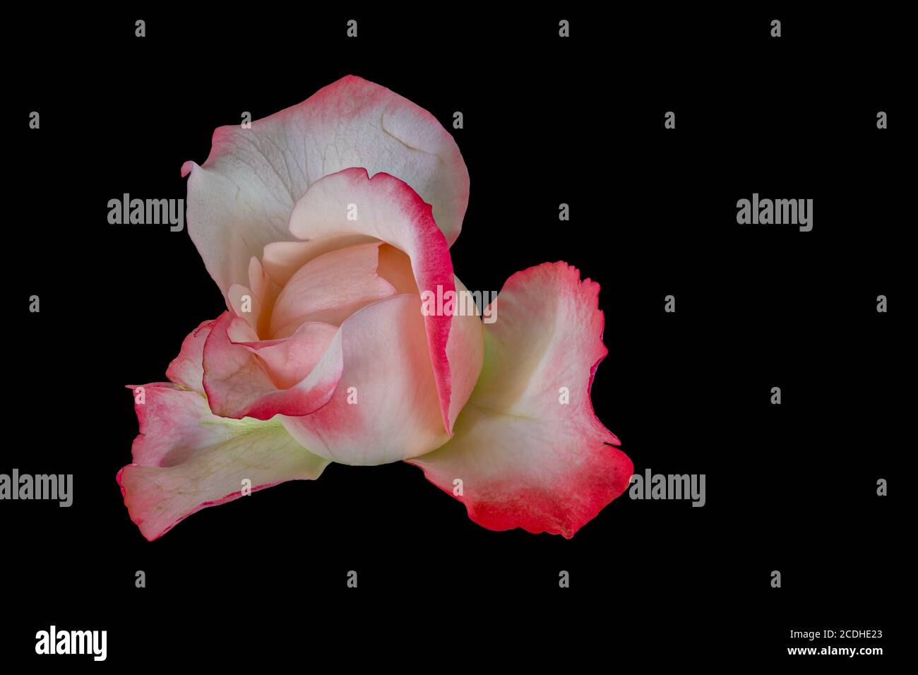 bright pink white young rose blossom heart macro on black background, single isolated bloom, detailed texture Stock Photo