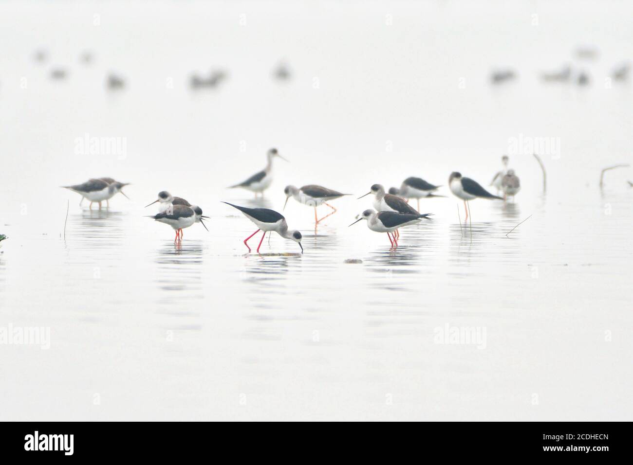 Stilt Birds Are Feeding In The Lake Stock Photo