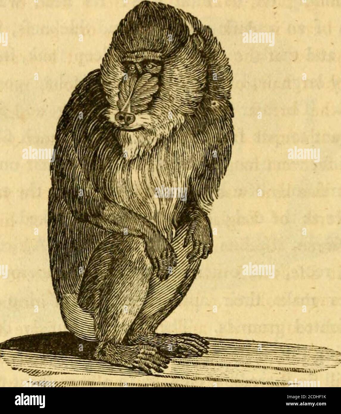 . A general history of quadrupeds : the figures engraved on wood . Ff4 456 HISTORY OF QUADRUPEDS.. y THE RIBBED-NOSE BABOON. (Simia Maimon^ Lin.—Le Mandrill^ BufF.) This fingular creature is no lefs remarkable for itsgreat fize and ftrength, than for the variety of beautifulcolours on different parts of its body. Its nofe is markedwith broad ribs on each fide, of a fine violet-blue colour :A vermilion line begins a little above the eyes ; and, run-ning down on each fide of the nofe, vv^hich is fomevi^hatfimilar to that of a Hog, fpreads over the tip of it: Theinfides of the ears are blue, whic Stock Photo