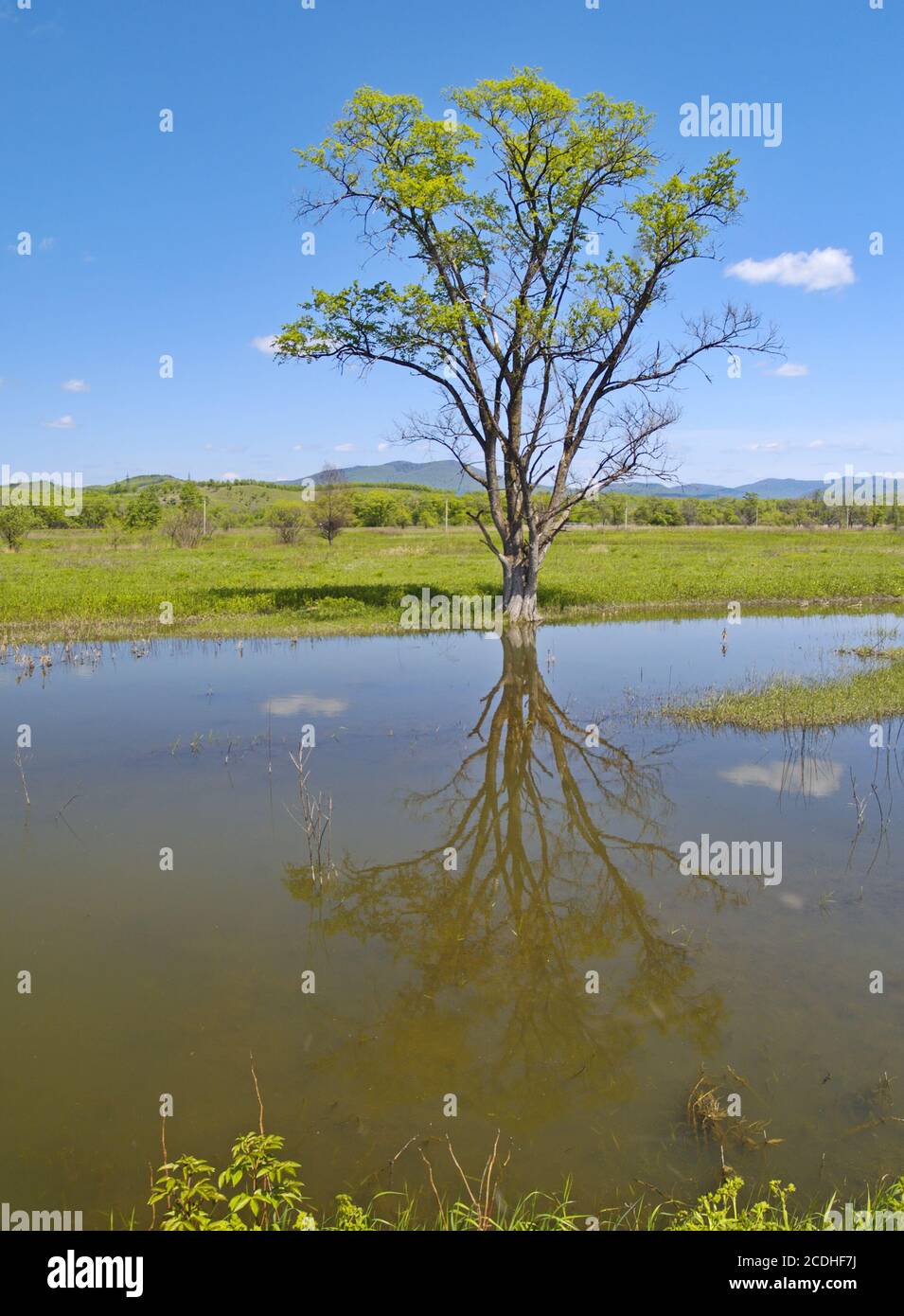 Tree trunk reflected in river hi-res stock photography and images - Alamy