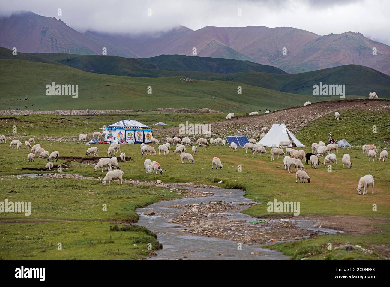 Sheep and Tibetan nomadic tent with solar panels in the Chinese Himalayas, China Stock Photo