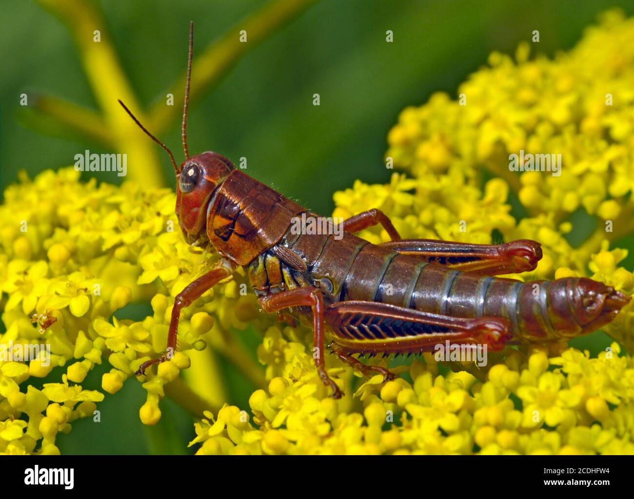 Locust sitting on yellow flower Stock Photo Alamy