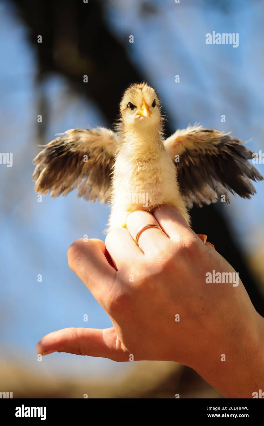 Chicks young in the hand . Male hand holding small yellow chicken. Little chicks. Chick cute Stock Photo