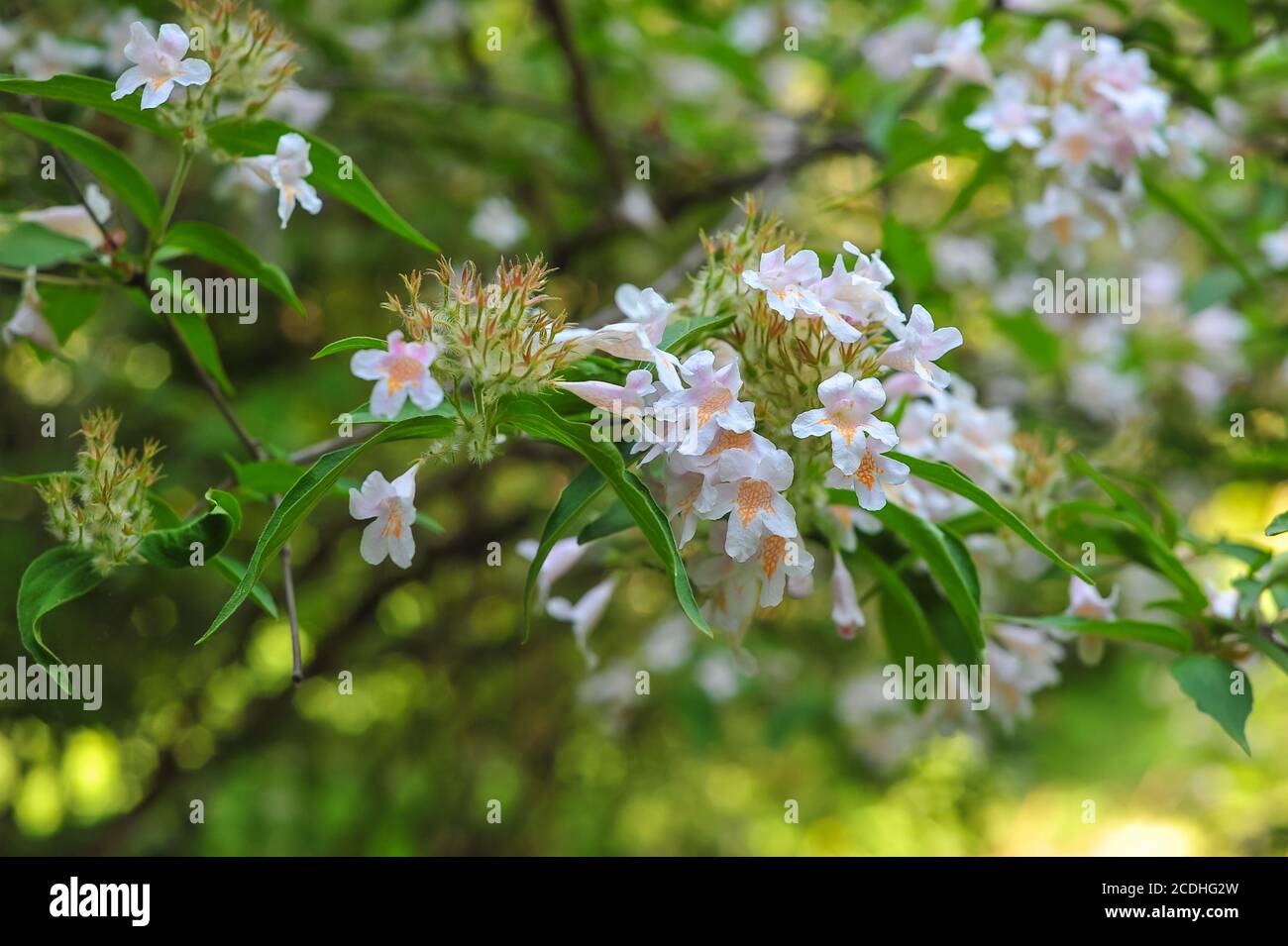 Natural floral botanical background with flowers. Gardening, plants, wood. Branches, leaves and inflorescences of delicate blooming in the garden Stock Photo