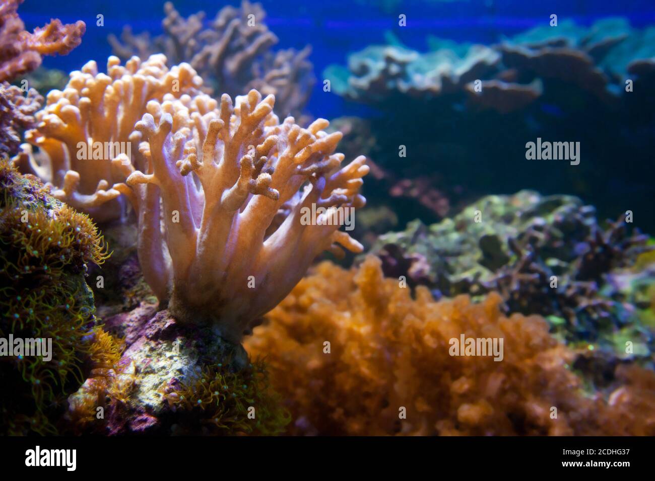 Underwater life. Coral reef, fish. Stock Photo