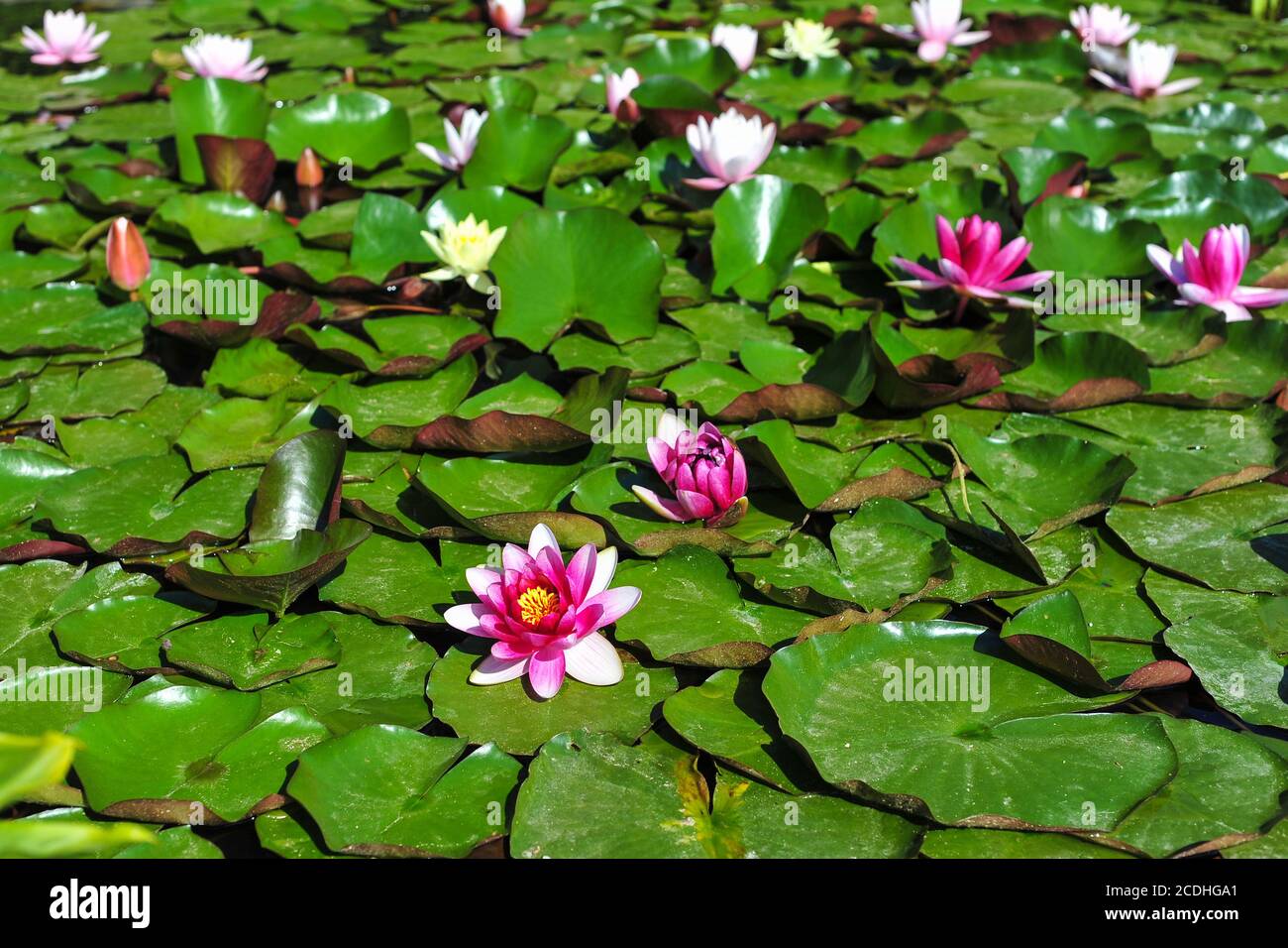 Deep pink water lilies hi-res stock photography and images - Alamy