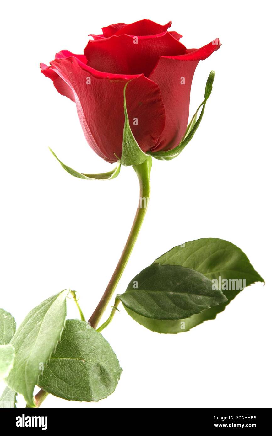 scarlet flowering rose with a bright green foliage Stock Photo