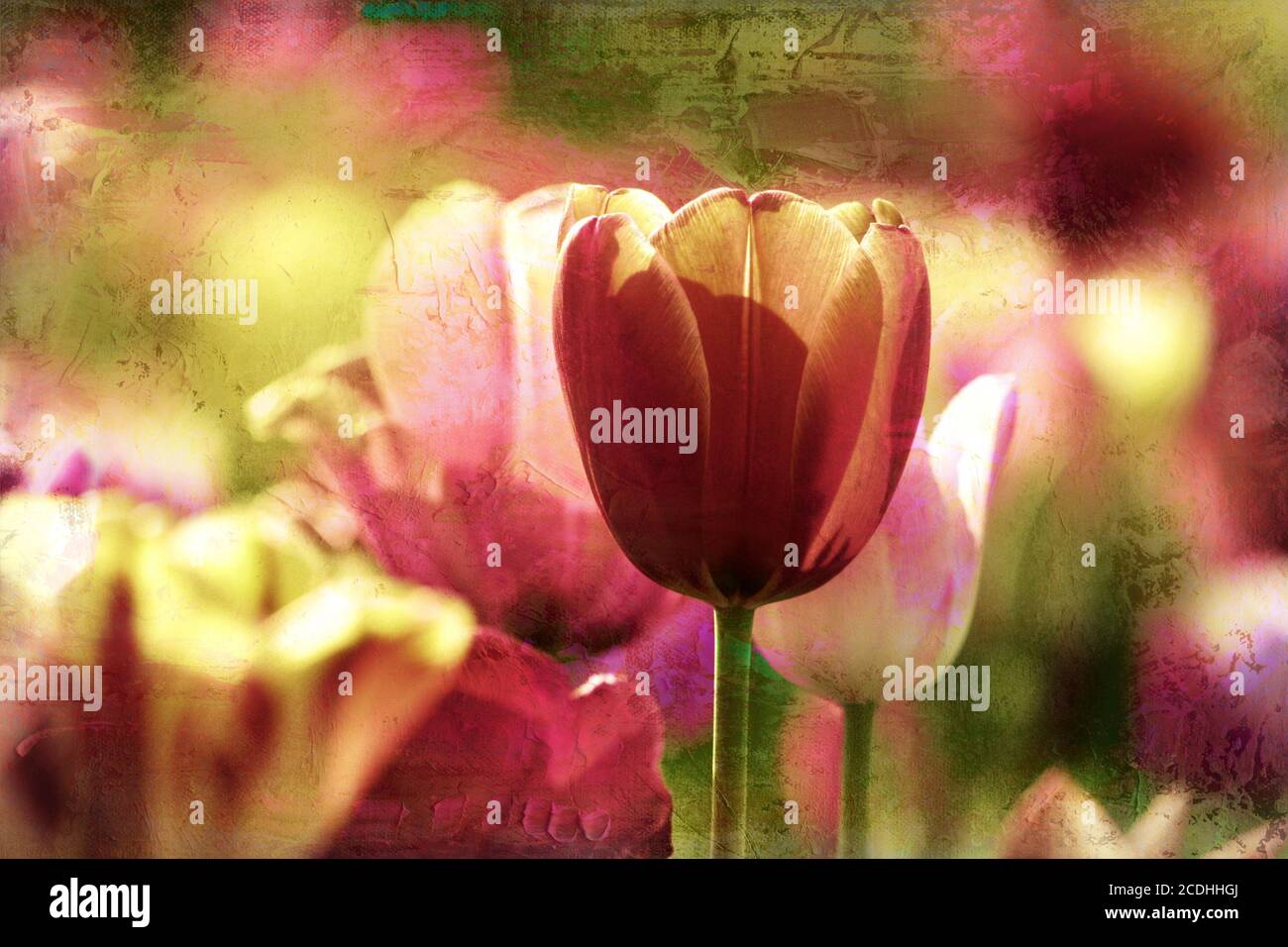 timeless tulip Stock Photo