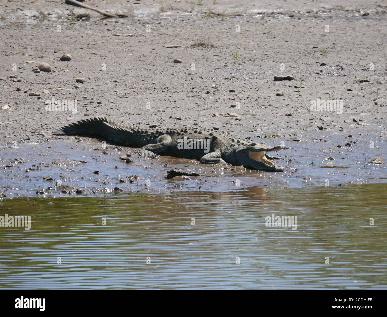 American crocodile, Tarcoles River, Costa Rica Stock Photo - Alamy