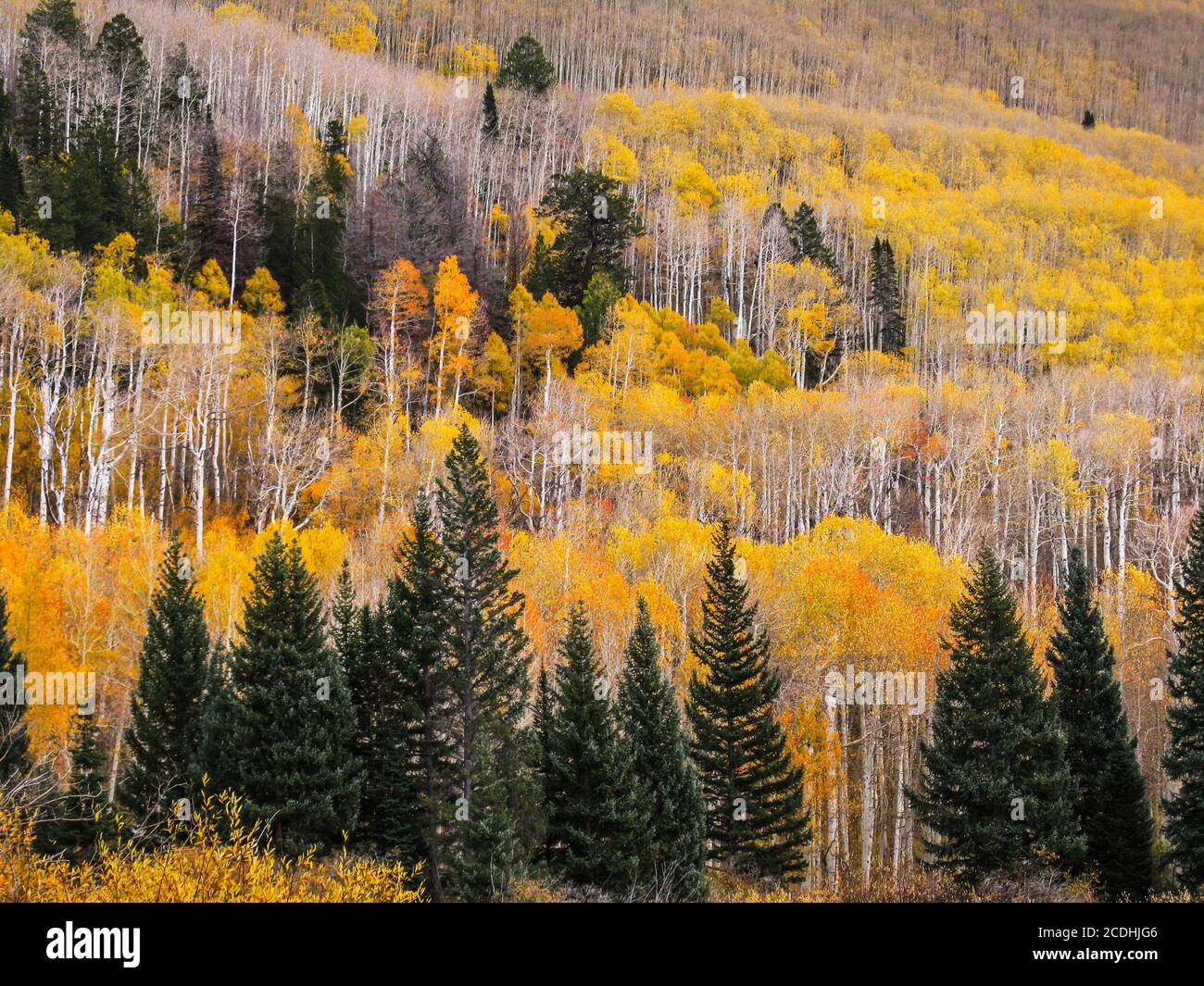 The slopes of the La Sal Mountains of Utah, USA, coverd in fall forests of yellow colored quaking aspen, and evergreen, Douglas-firs, Stock Photo