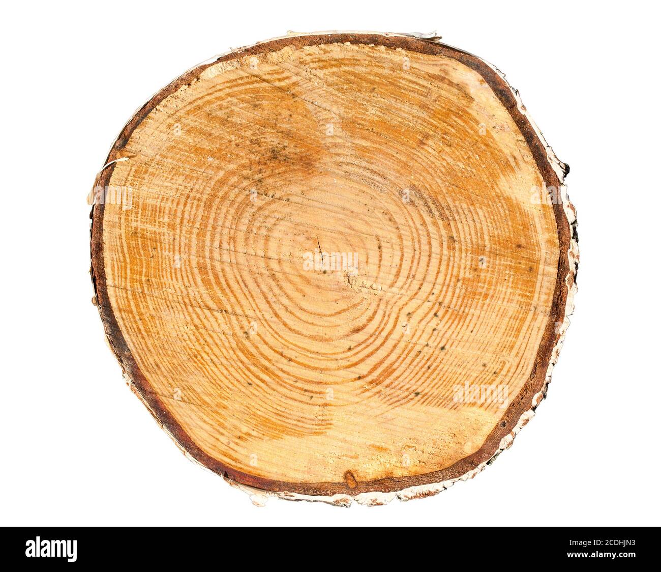 Cross section of tree trunk Stock Photo