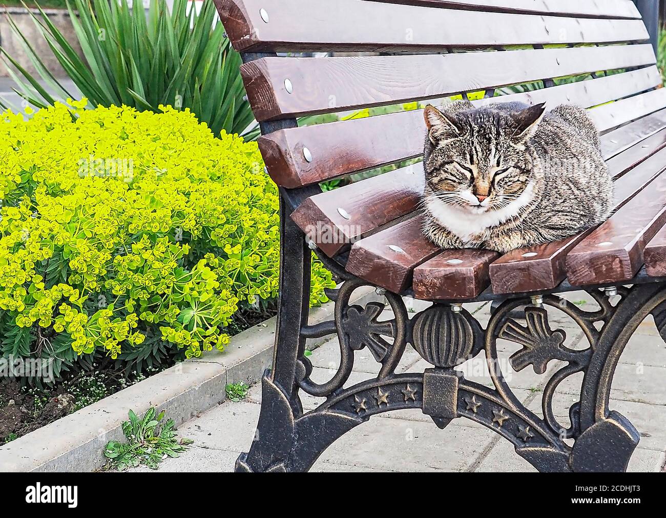 Street cat resting on the park bench, cat narrowed eyes. Tranquil animal lying outdoors on bright summer day. Selective focus Stock Photo