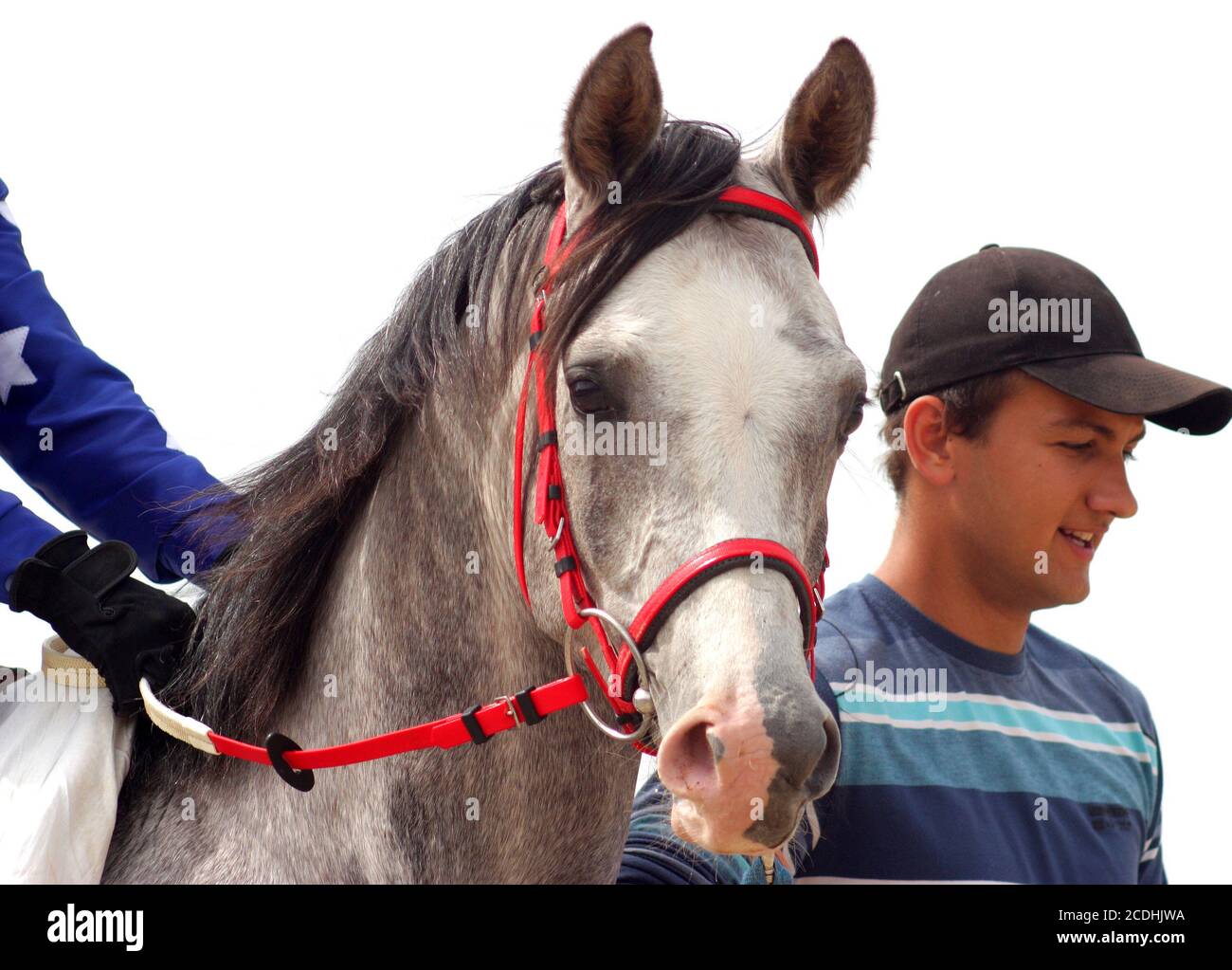 Pure blood arabian horse hires stock photography and images Alamy