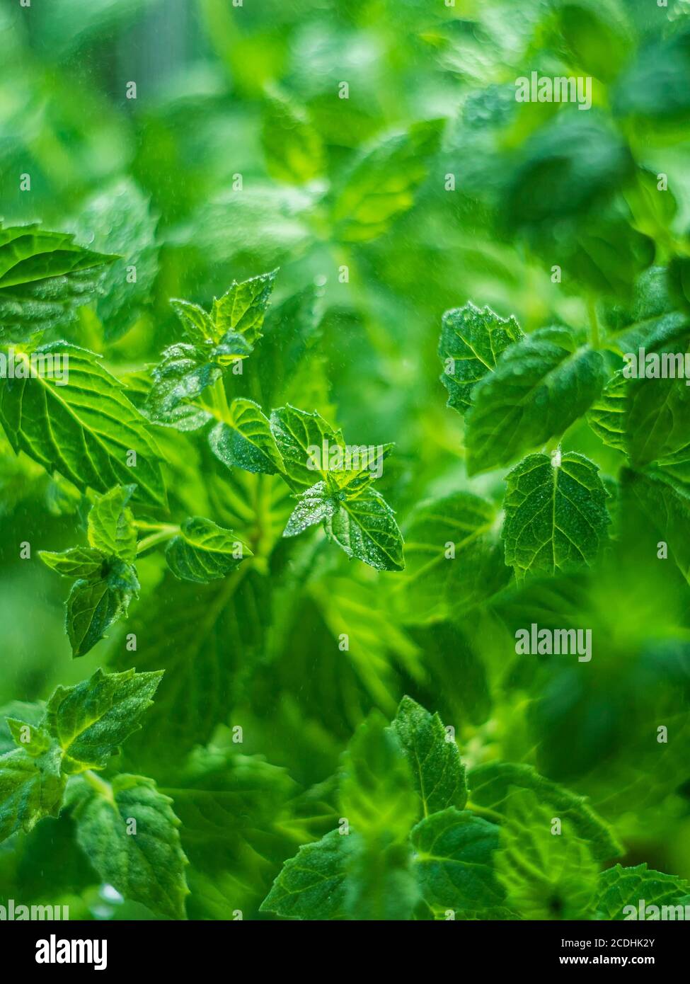 Fresh mint leaves in the garden. Spearmint peppermint, herb garden. Growing organic mint close up. Mint leaves background. Selective focus Stock Photo