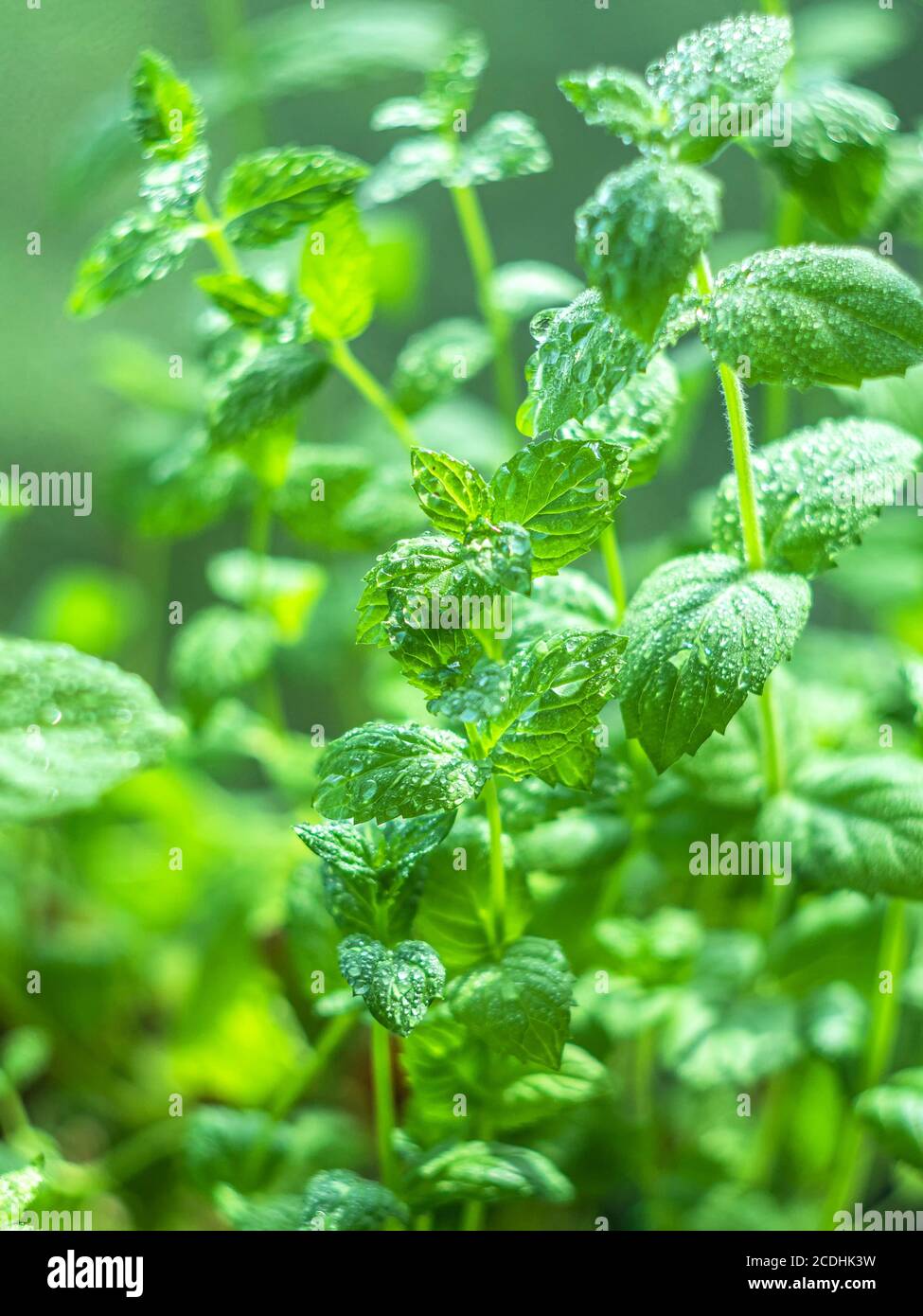 Fresh mint leaves in the garden. Spearmint peppermint, herb garden. Growing organic mint close up. Mint leaves background. Selective focus Stock Photo