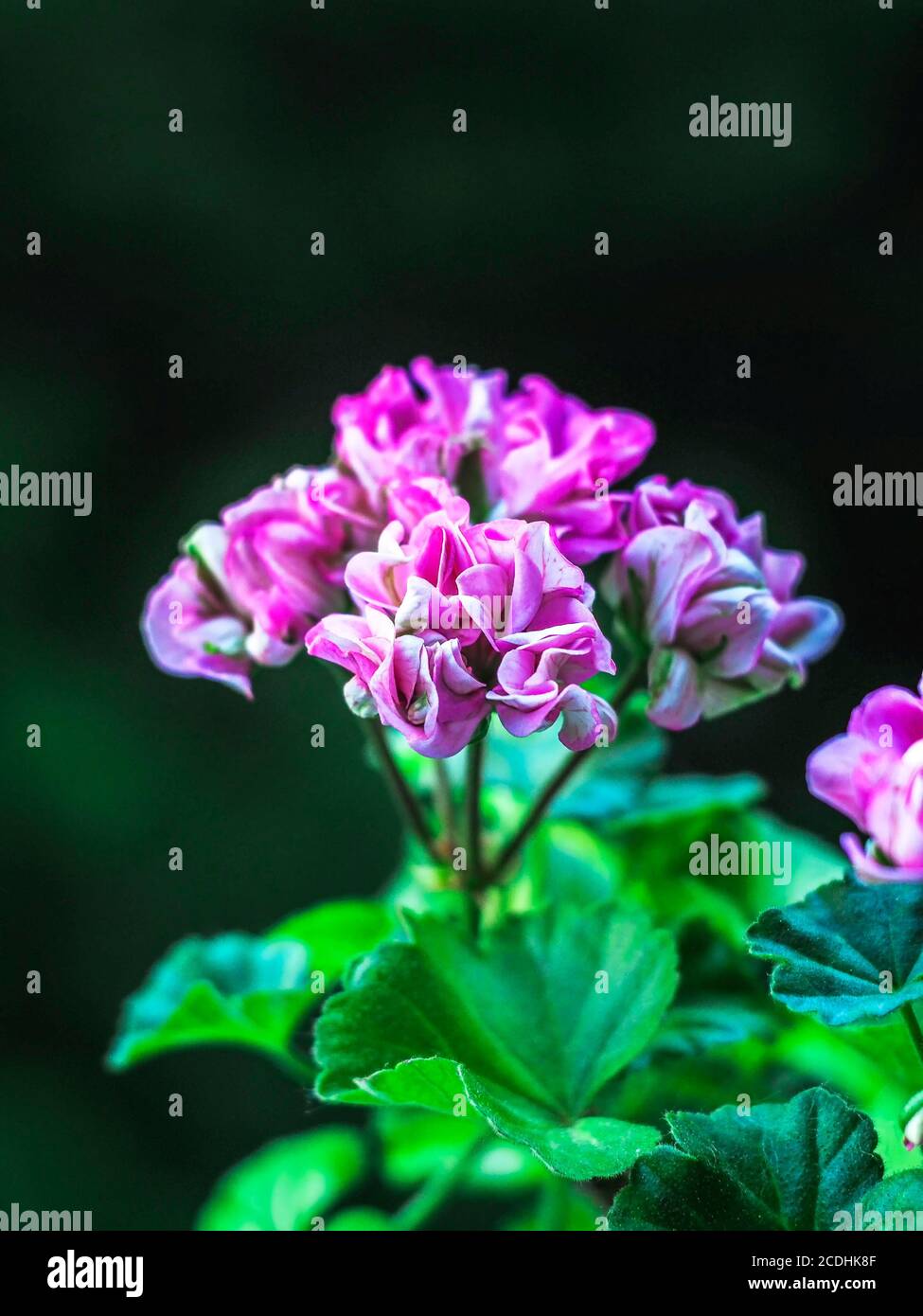 Mini garden geranium flowers in pot. Pelargonium. Bokeh background. Selective focus Stock Photo