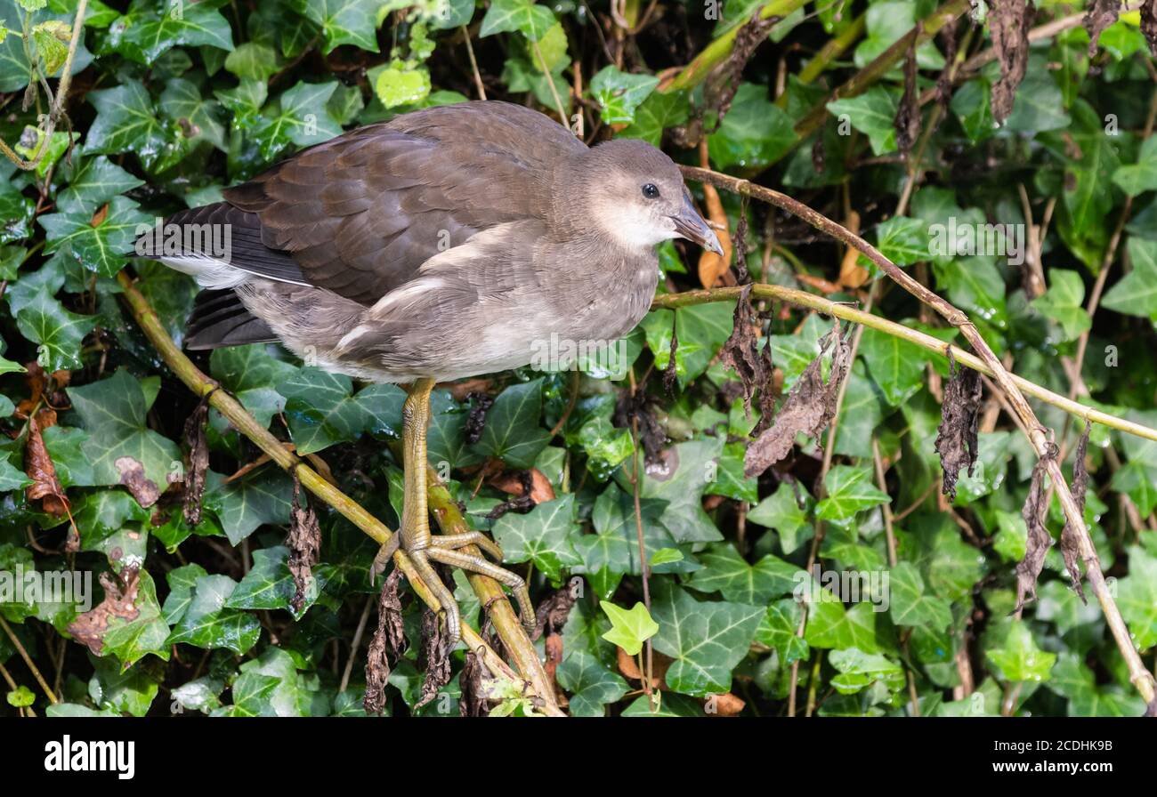 Juvenile Moorhen chick (Gallinula chloropus) standing on one leg on a twig in Summer in West Sussex, UK. Young Moorhen. Stock Photo