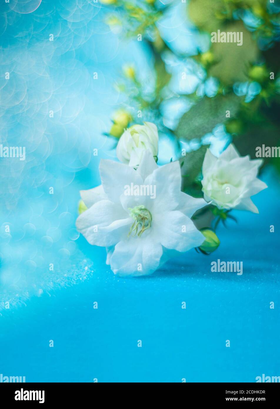 White bells, bellflower patula, flowers. Campanula. Beautiful bokeh background. Copy space selective focus Stock Photo
