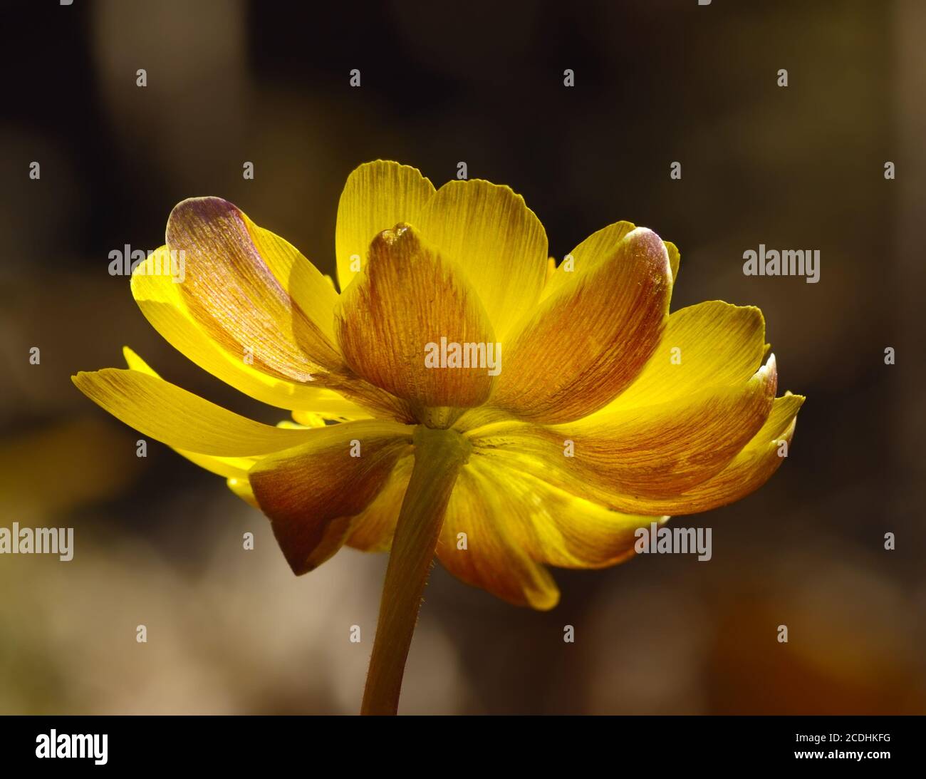 Amur Adonis High Resolution Stock Photography And Images Alamy