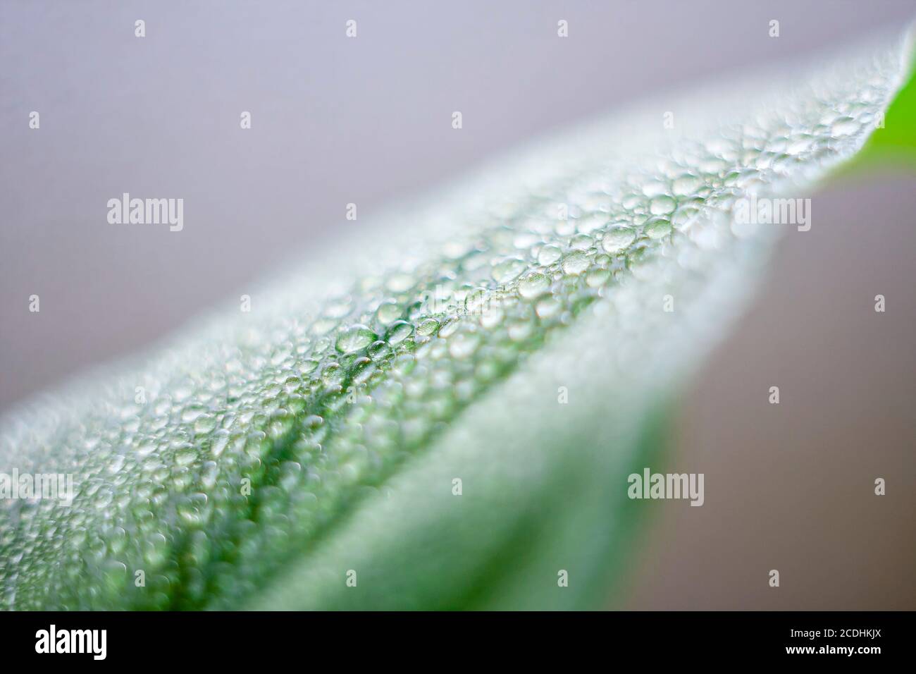 Close-up of drops on the leaves. Houseplants. Selective focus Stock Photo