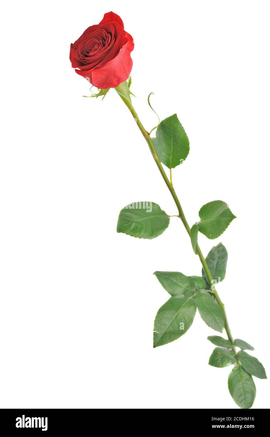 Red rose isolated on white Stock Photo - Alamy