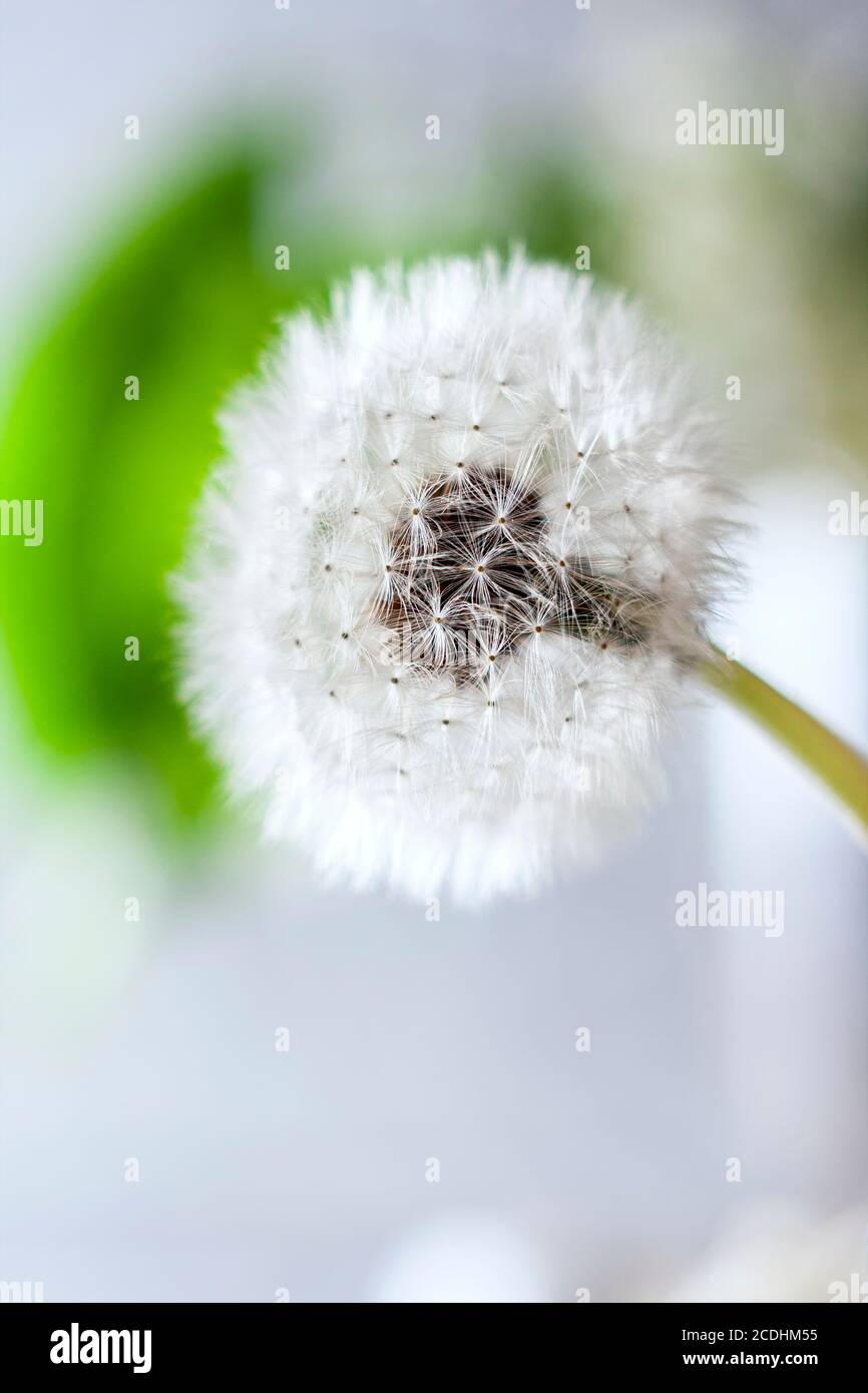 Macro shot of a dandelion. Natural background, sparkling bokeh. Art photography. Shallow depth of field. Stock Photo