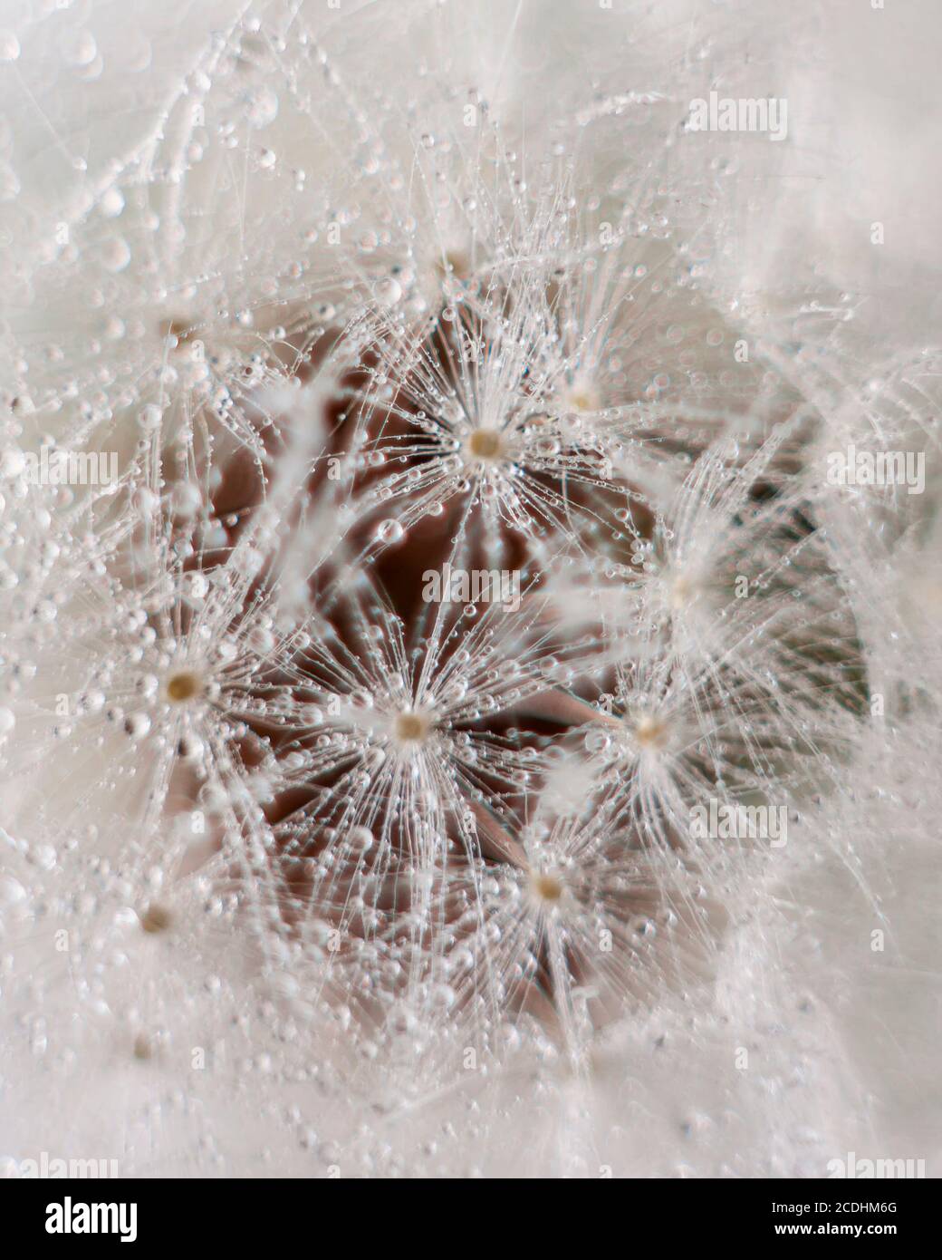 Shiny dew drops on a dandelion seed. Macro shot of a dandelion. Natural background, sparkling bokeh. Art photography. Shallow depth of field. Stock Photo
