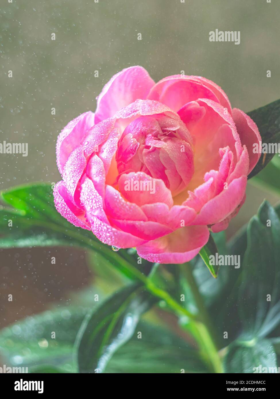 Beautiful pink peony flower in the sun. Macro photo with soft focus. Stock Photo