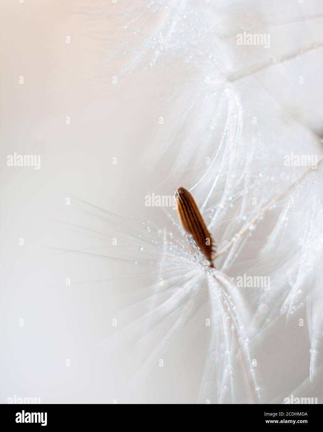 Shiny dew drops on a dandelion seed. Macro shot of a dandelion. Natural background, sparkling bokeh. Art photography. Shallow depth of field. Stock Photo