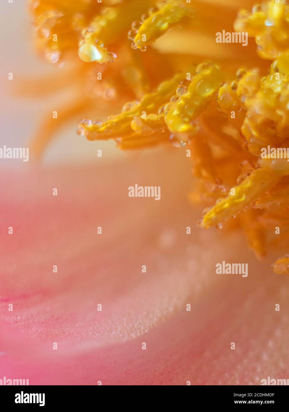 Close up of a Peony flower with yellow stamens. Shallow depth of field. Stock Photo