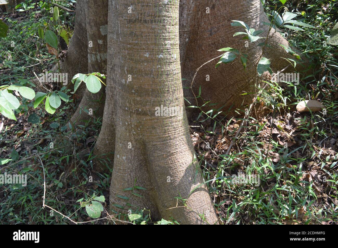 Big high tree hi-res stock photography and images - Alamy