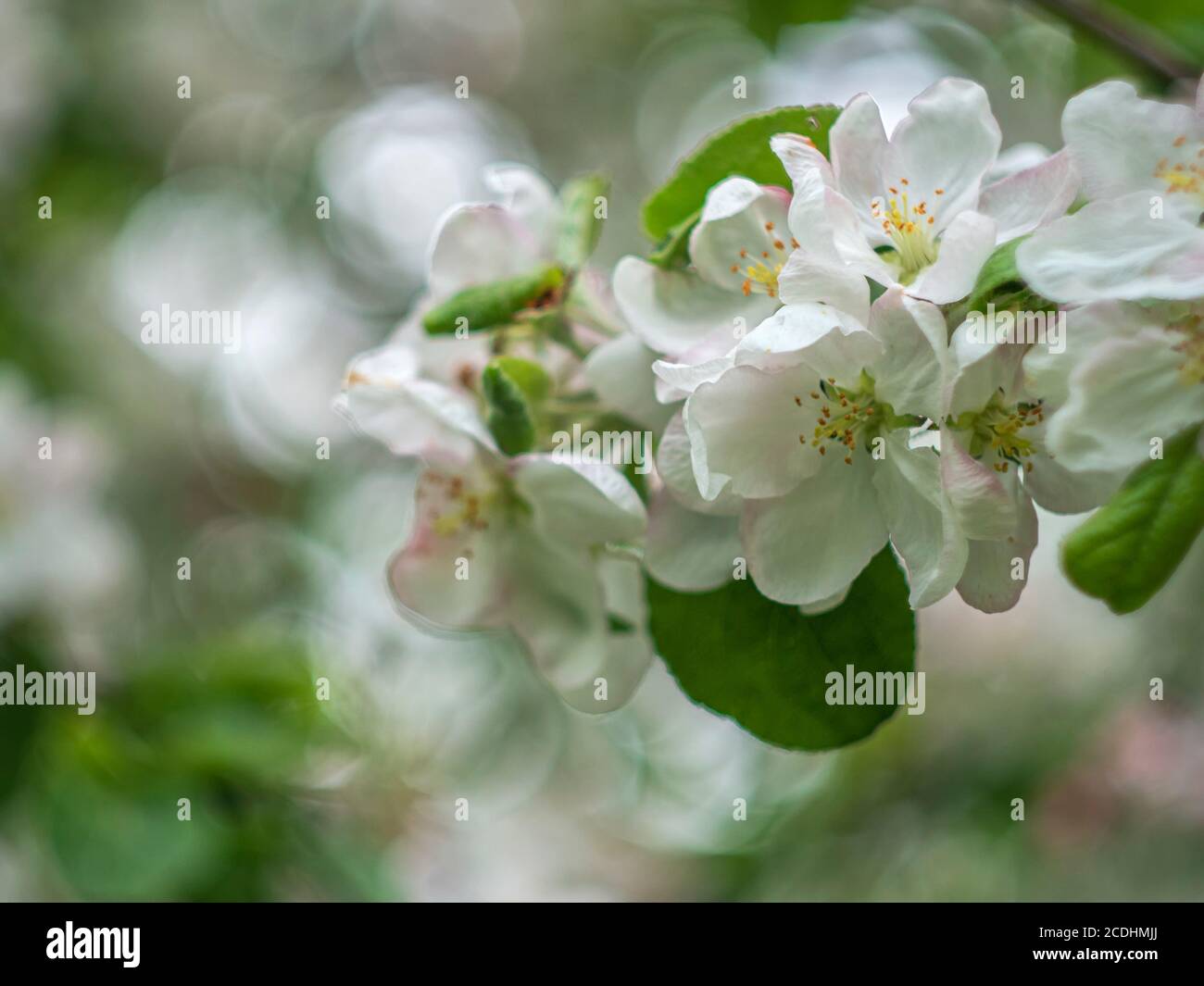 Blooming apple tree. Spring flowering trees. Macro flowers on a vintage Helios lens. Selective focus. Can be used for greeting card. Stock Photo