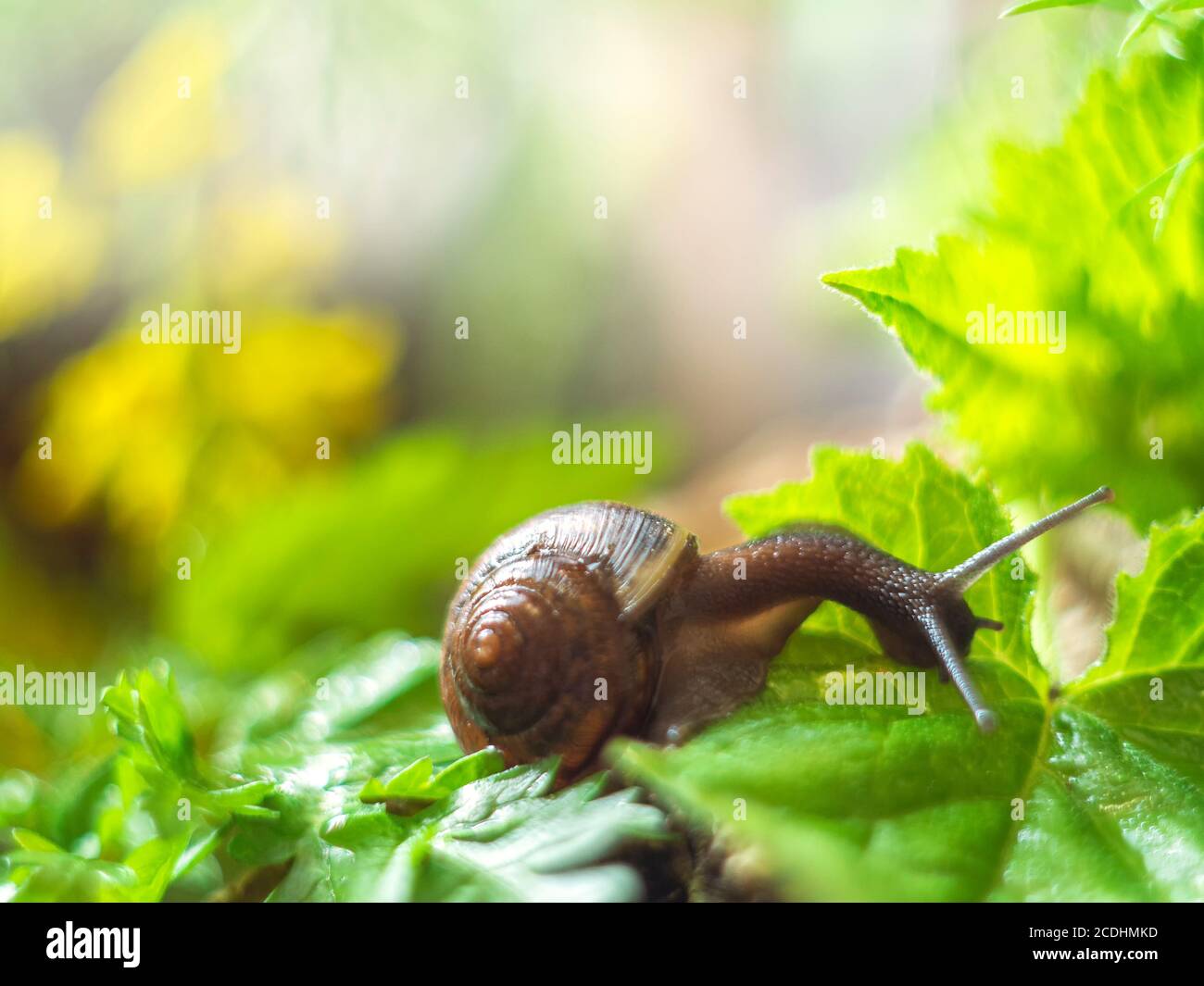 Snail gliding on the wet leaves in the garden. Snail close up. Nature life concept. Selective focus Stock Photo
