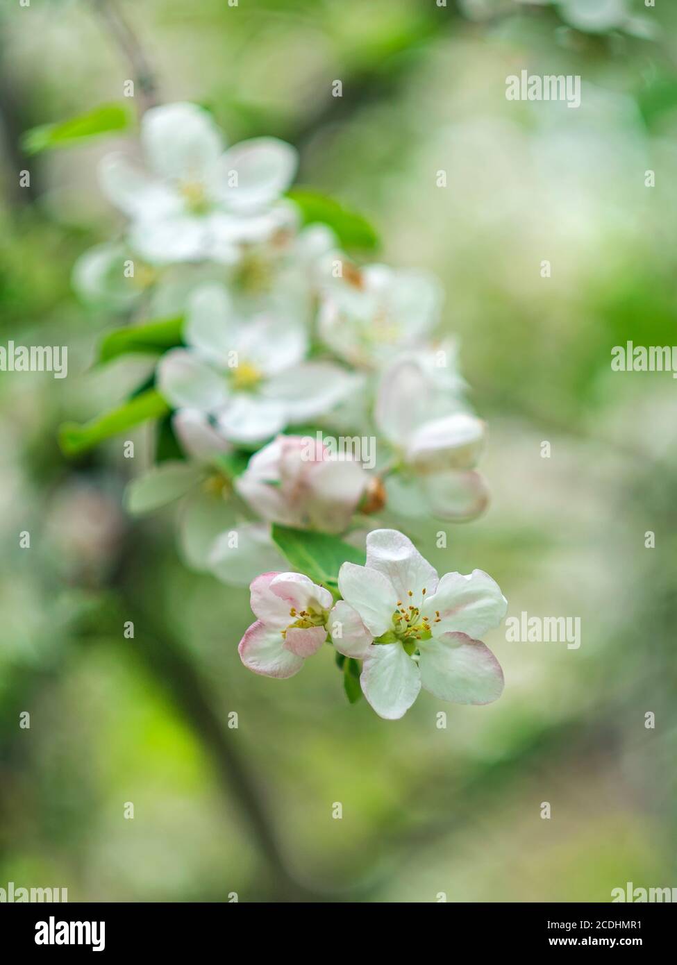 Blooming apple tree. Spring flowering trees. Macro flowers on a vintage Helios lens. Selective focus. Can be used for greeting card. Stock Photo